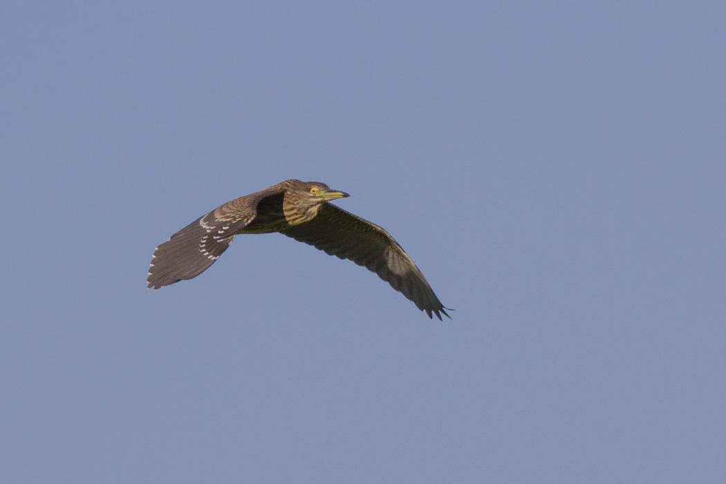 Black-crowned Night Heron