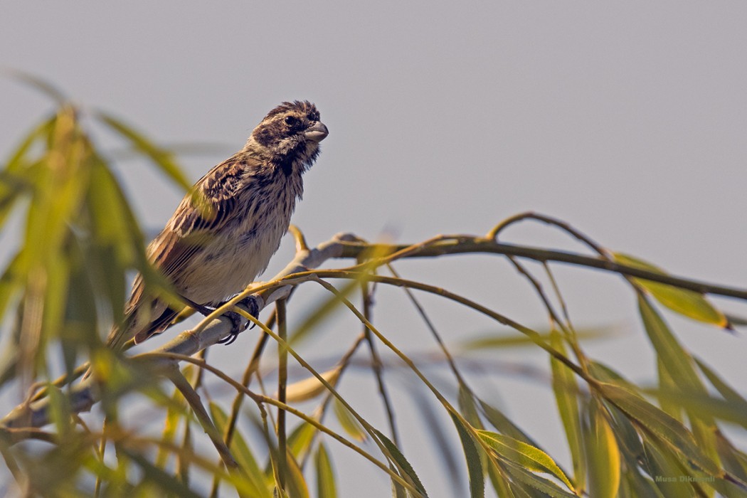 Common Reed Bunting