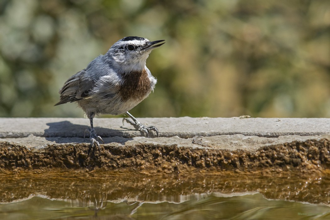 Krüper`s Nuthatch