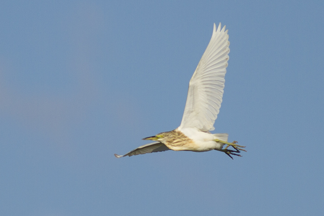 Squacco Heron