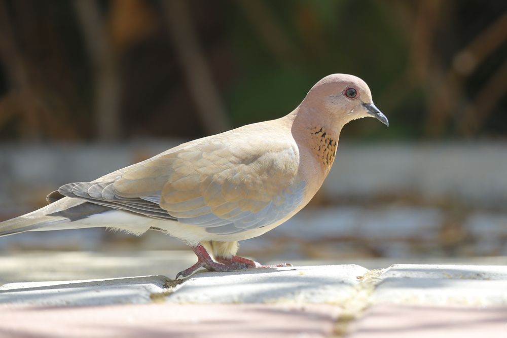 Laughing Dove