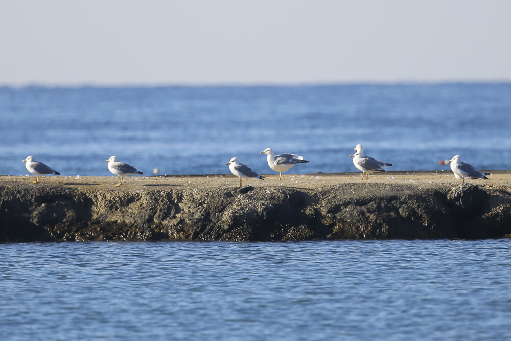 Yellow-legged Gull
