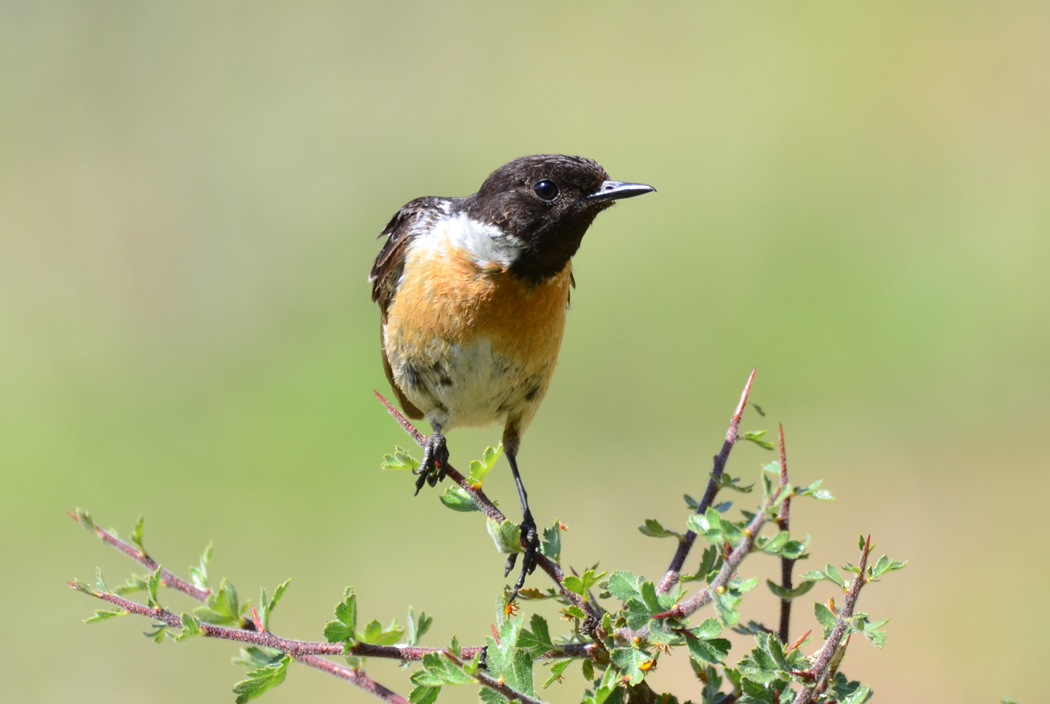 European Stonechat
