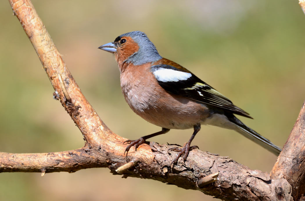 Common Chaffinch