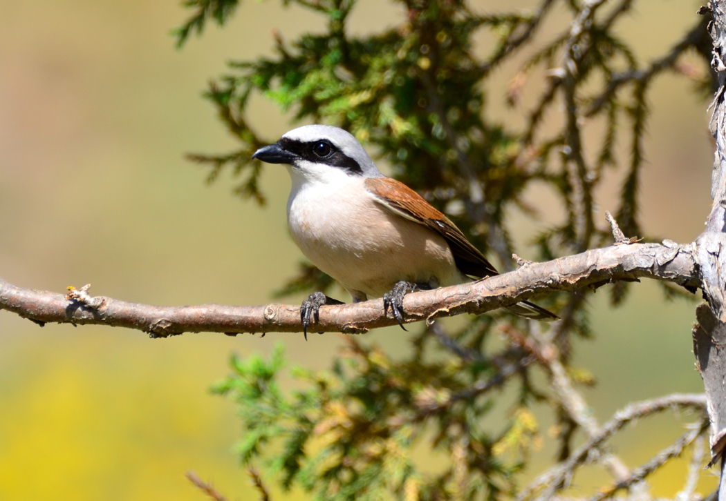 Red-backed Shrike