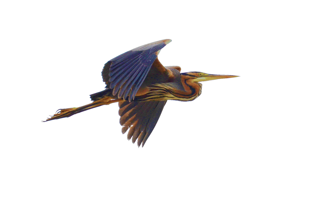 Purple Heron