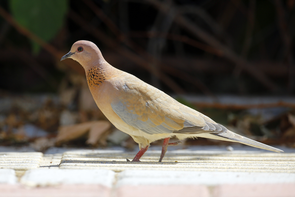 Laughing Dove