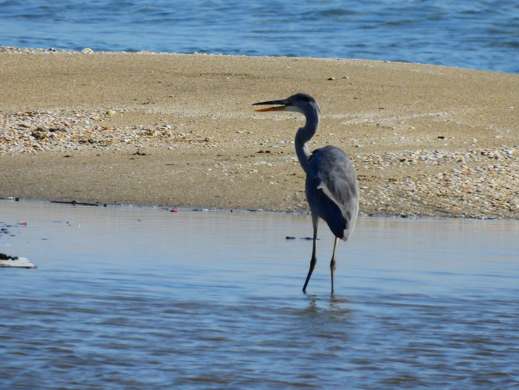 Grey Heron