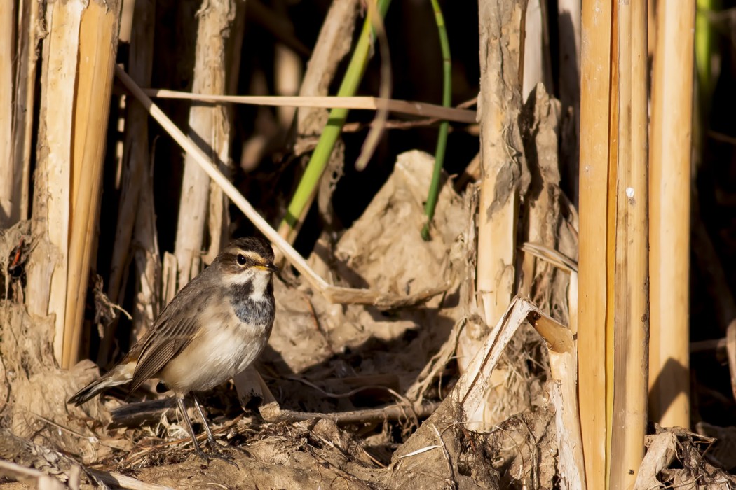 Bluethroat
