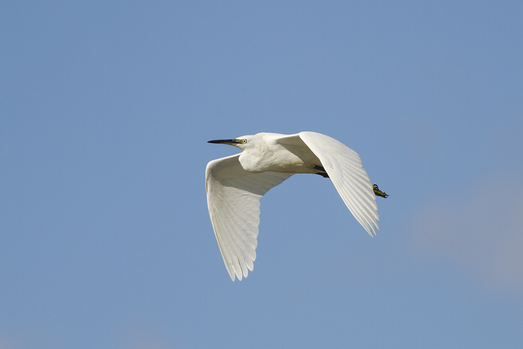 Little Egret
