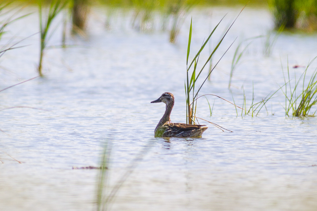 Garganey