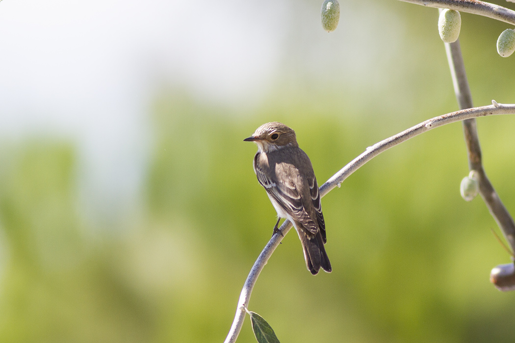 Spotted Flycatcher