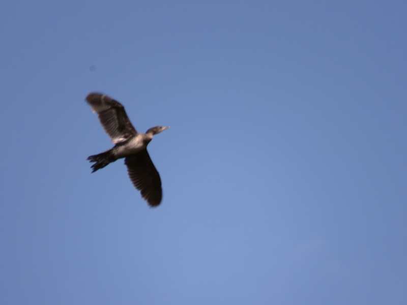 Pygmy Cormorant
