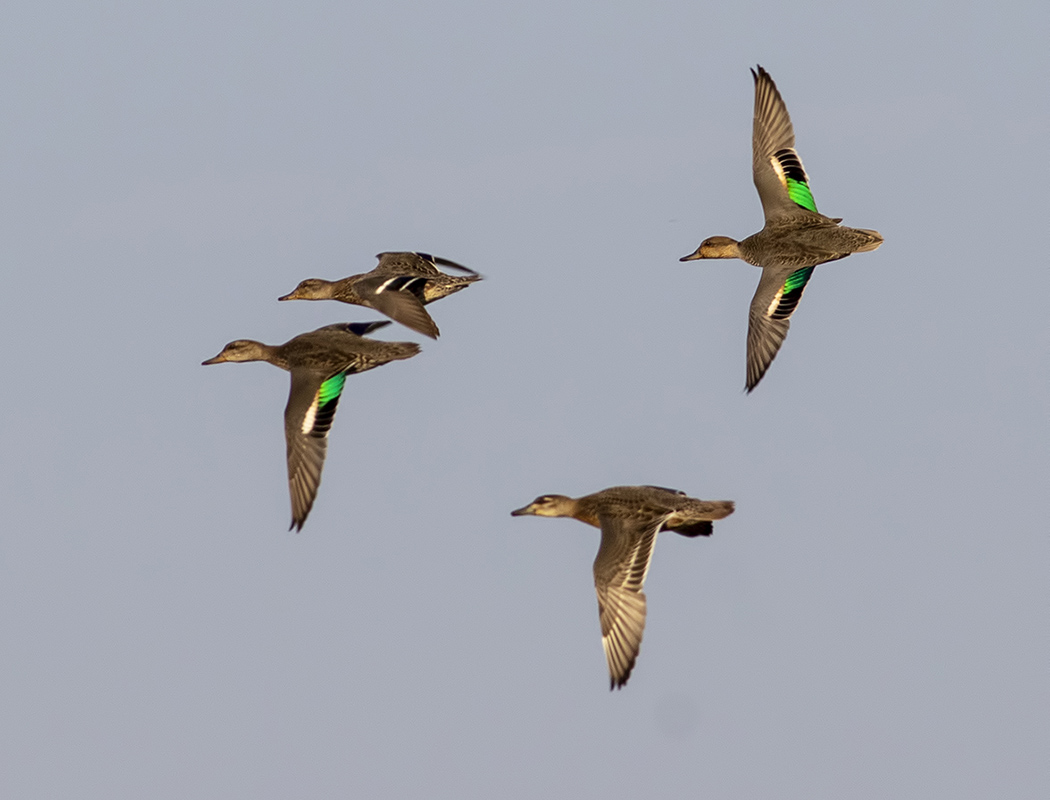 Eurasian Teal
