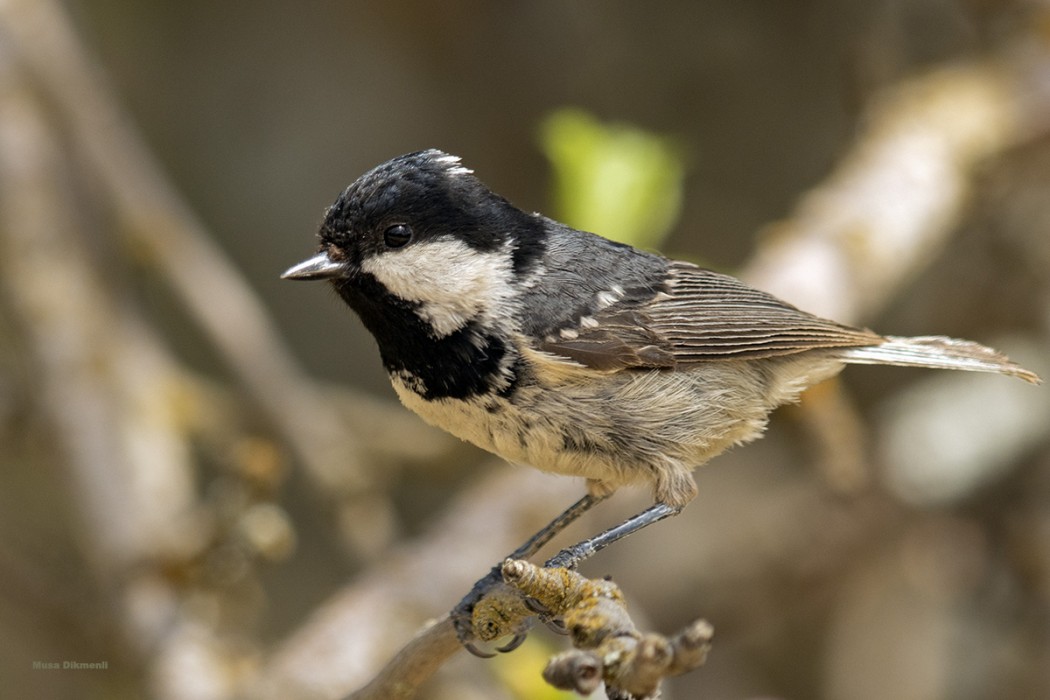 Coal Tit