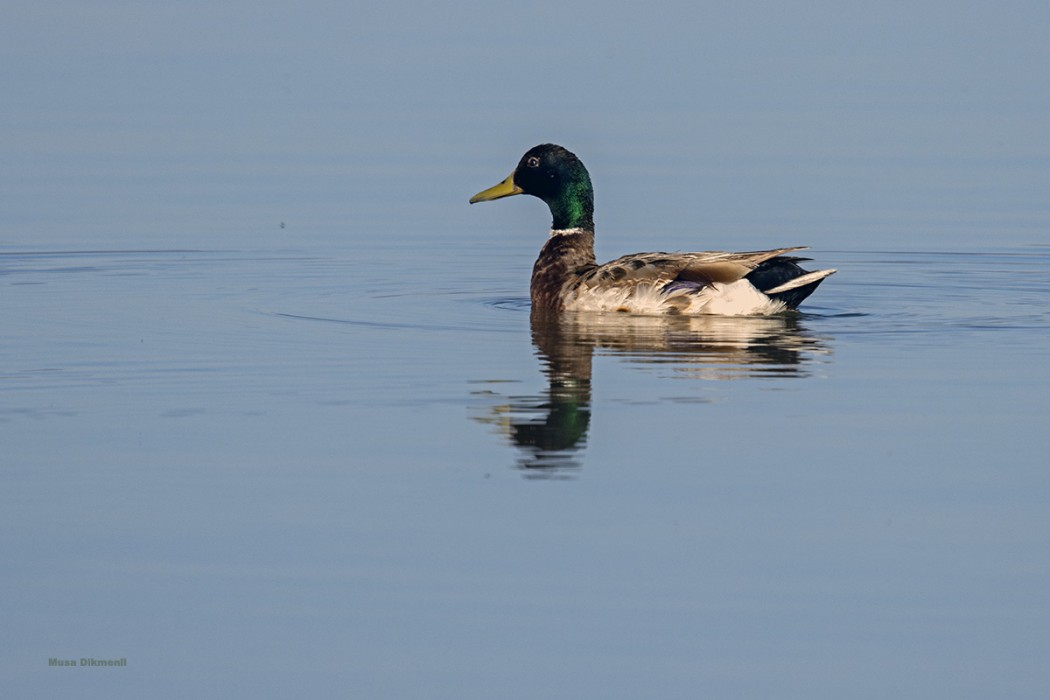 Mallard