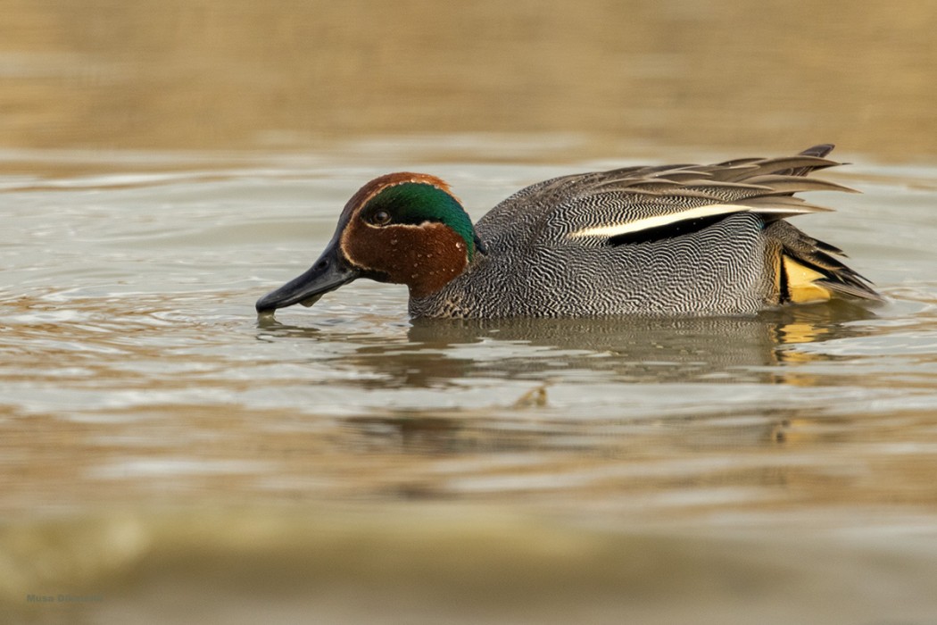 Eurasian Teal