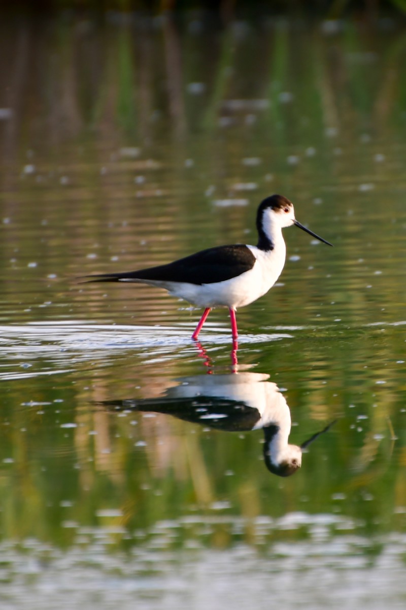 Black-winged Stilt