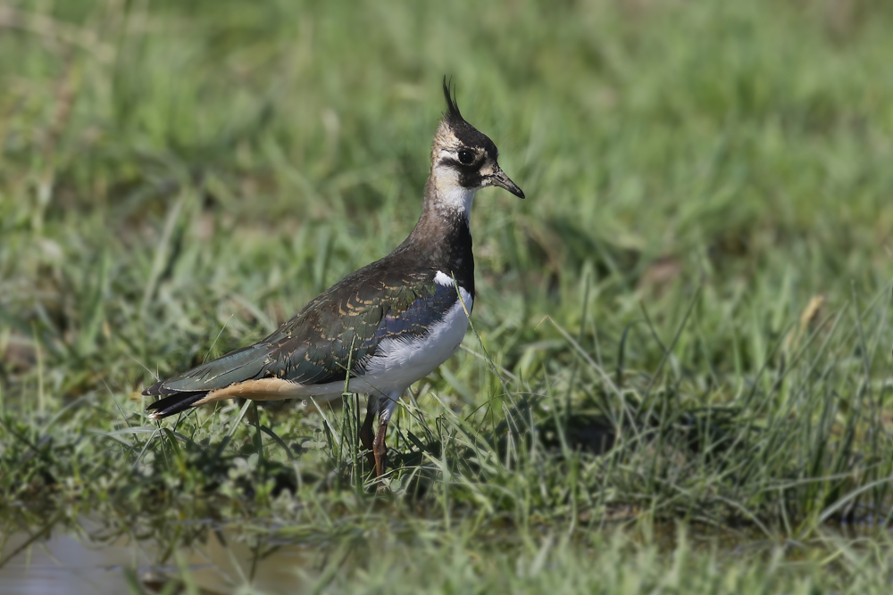 Northern Lapwing