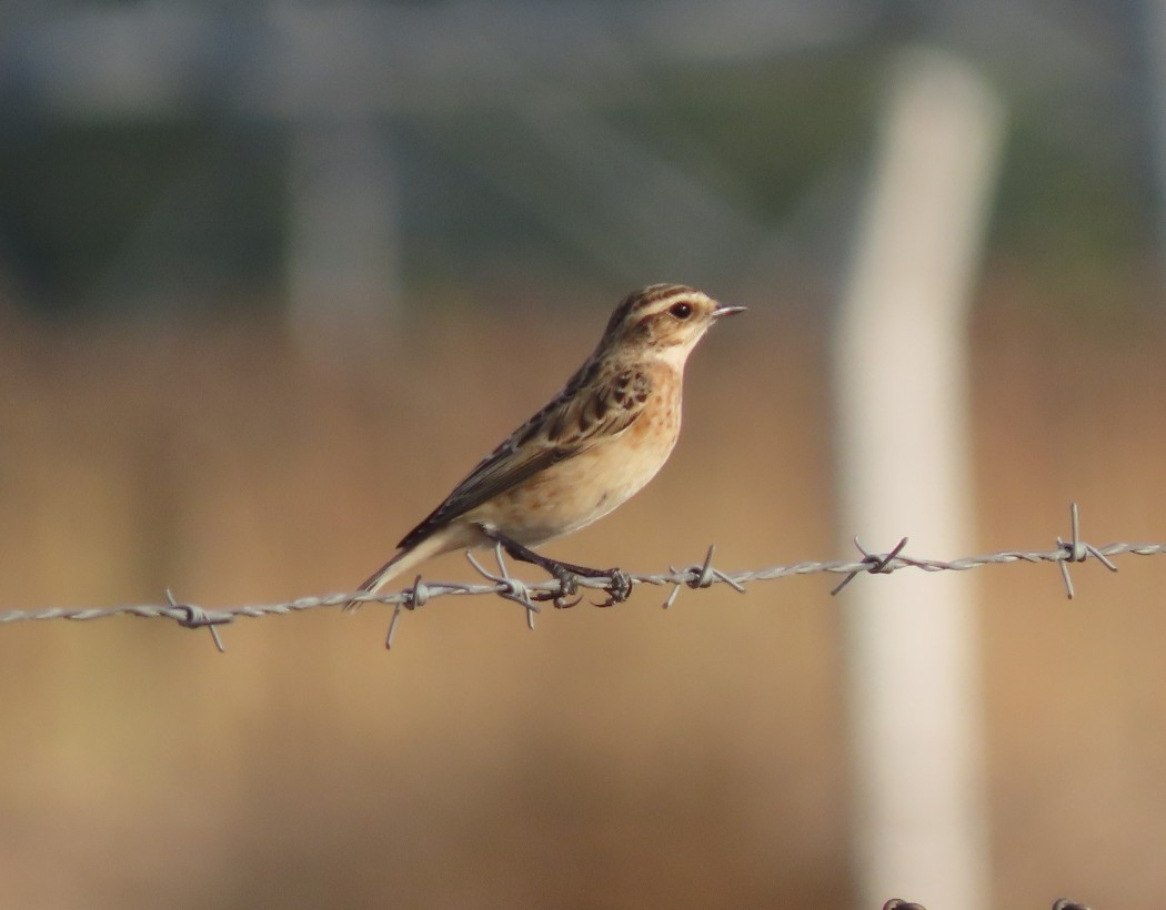 Whinchat
