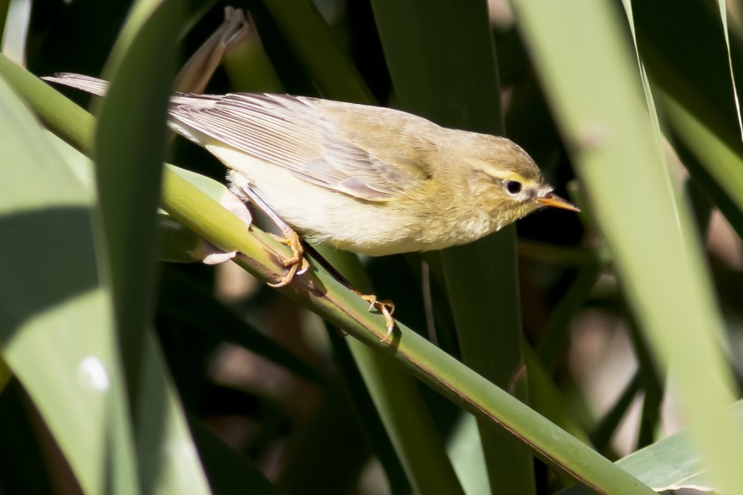 Willow Warbler