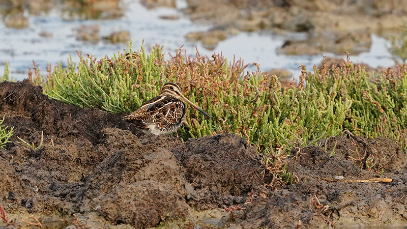 Common Snipe
