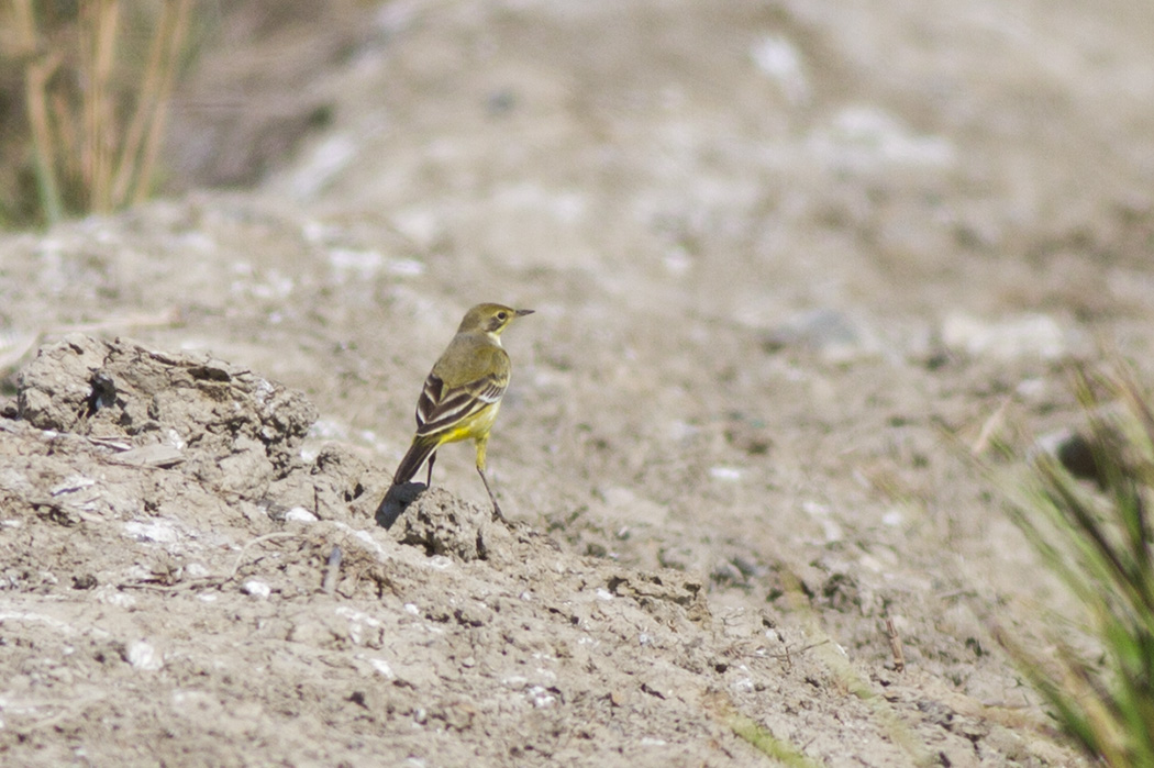 Western Yellow Wagtail
