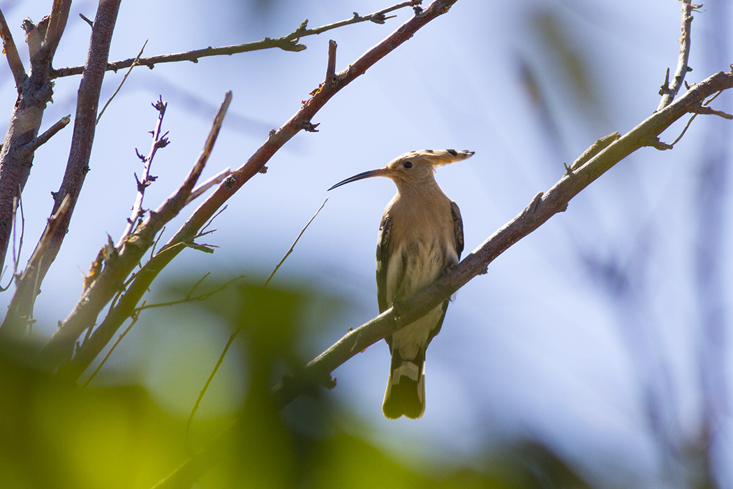 Eurasian Hoopoe