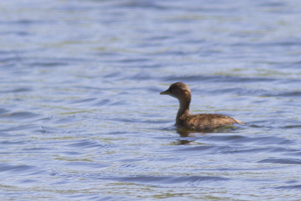 Little Grebe