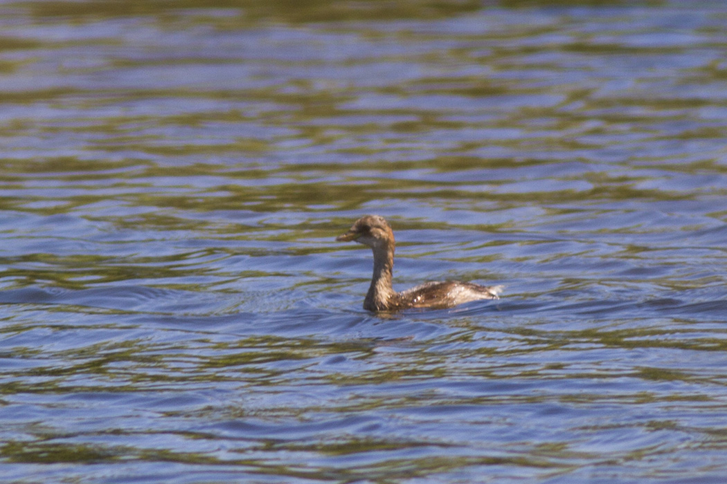 Little Grebe
