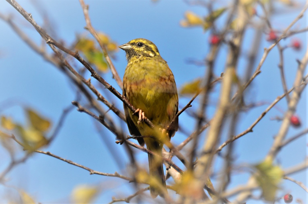 Cirl Bunting
