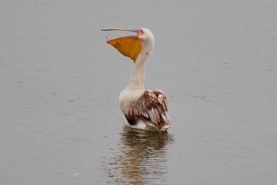 Great White Pelican