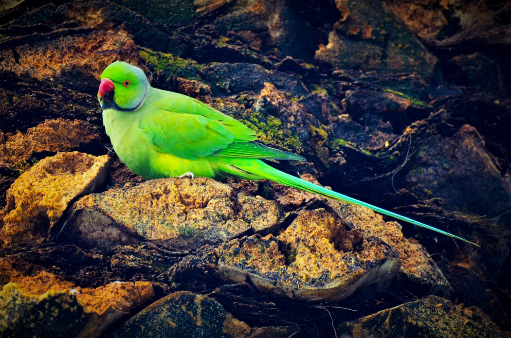 Rose-ringed Parakeet
