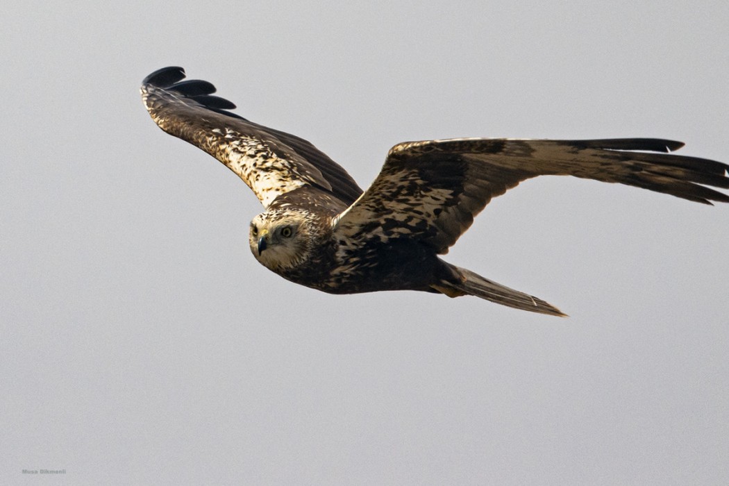 Western Marsh Harrier