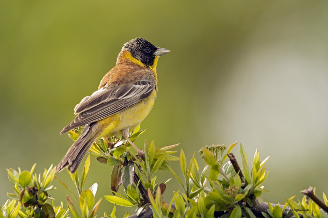 Black-headed Bunting