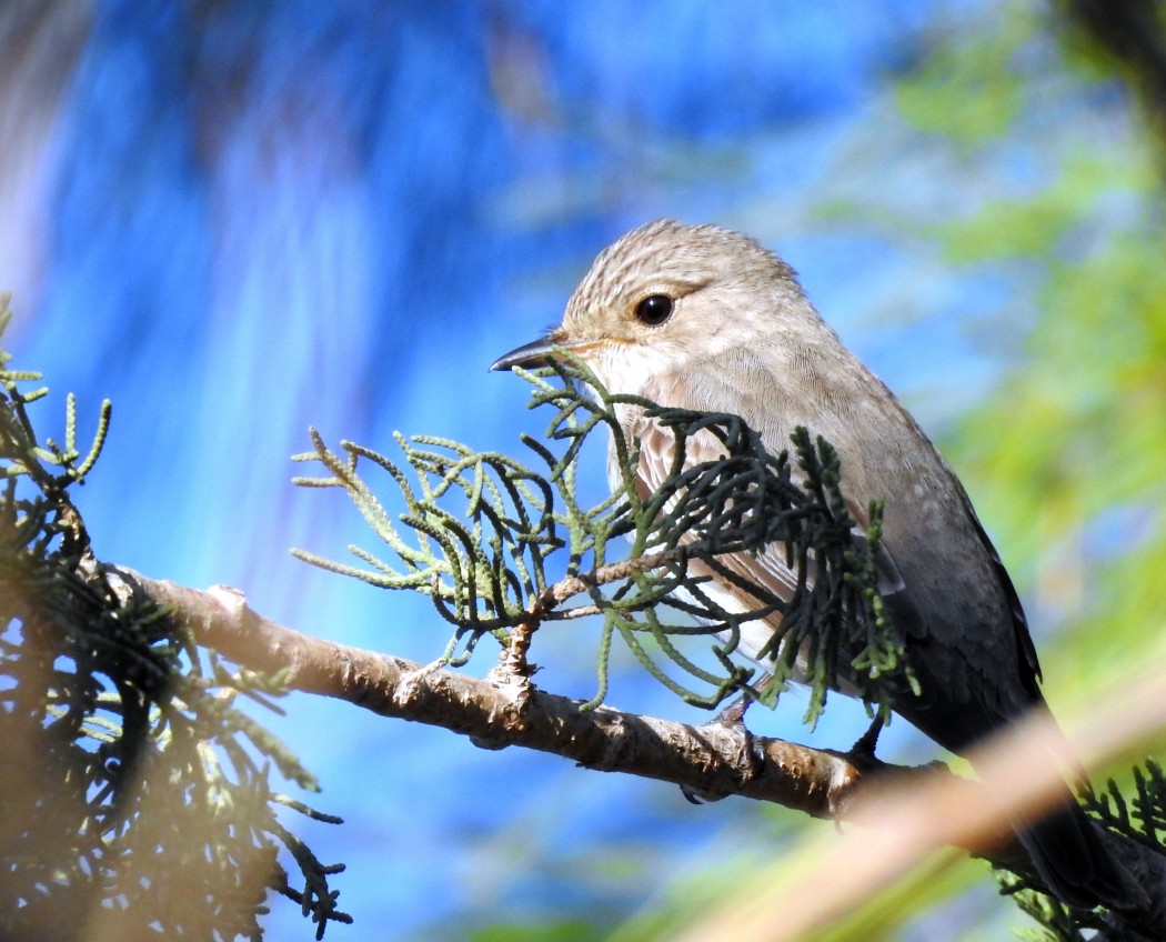 Spotted Flycatcher