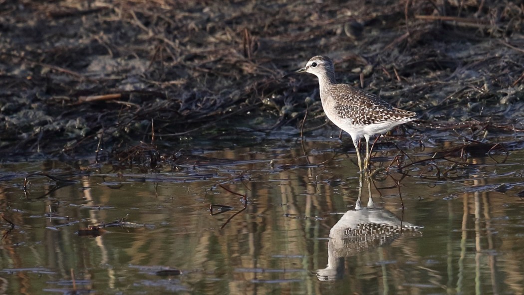 Wood Sandpiper