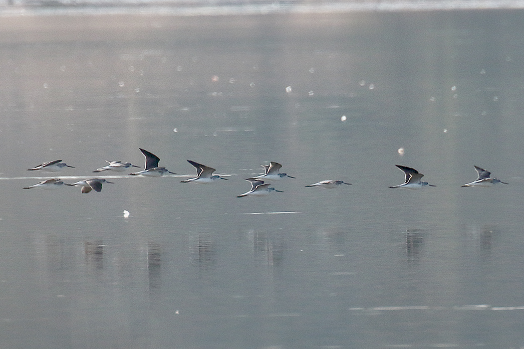 Common Greenshank