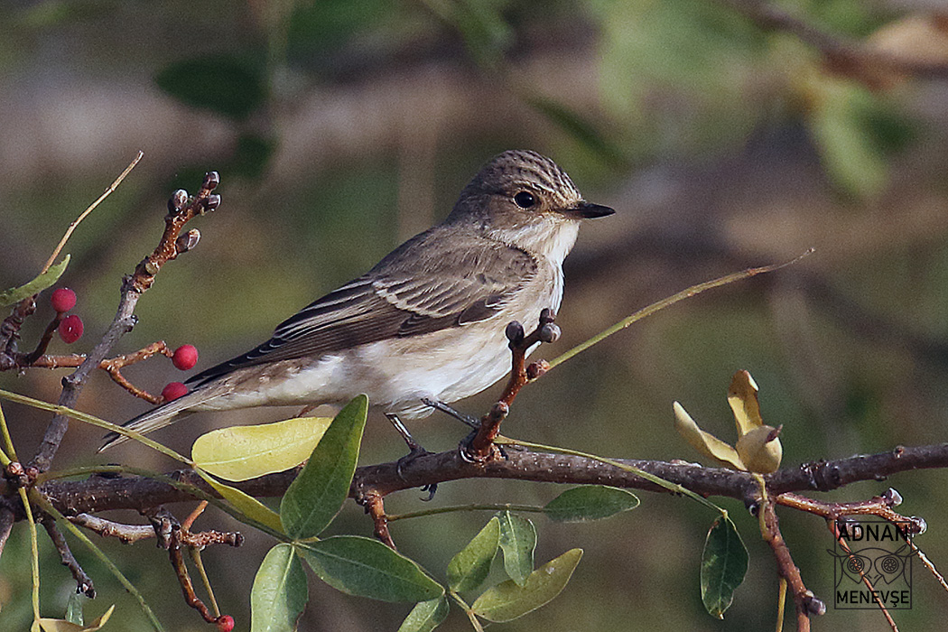 Spotted Flycatcher