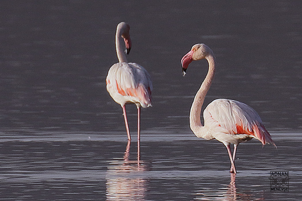 Greater Flamingo