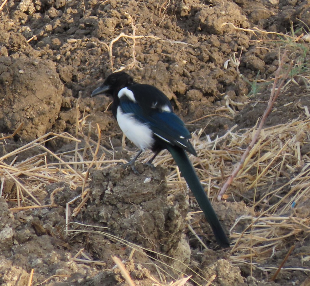 Eurasian Magpie