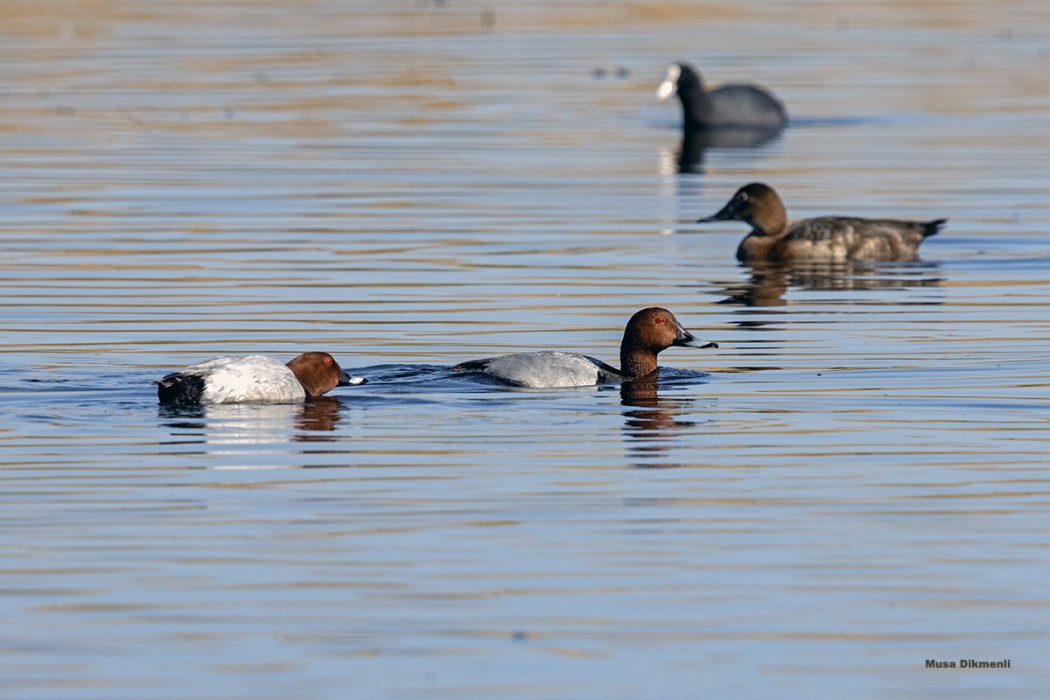 Common Pochard