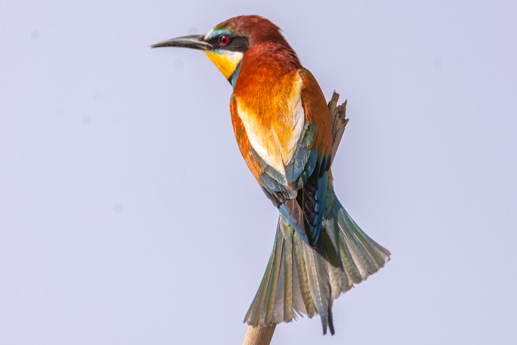 European Bee-eater
