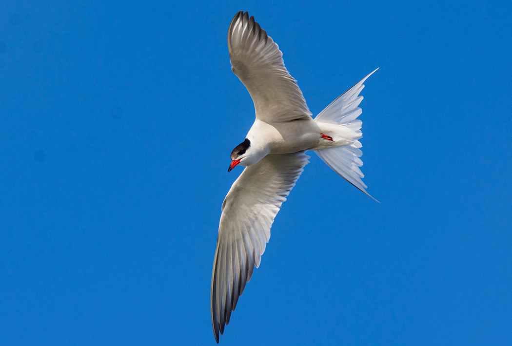 Common Tern
