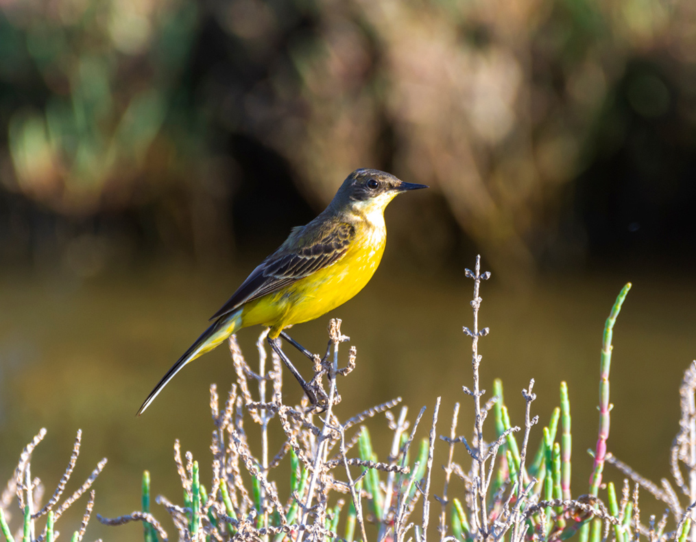 Western Yellow Wagtail