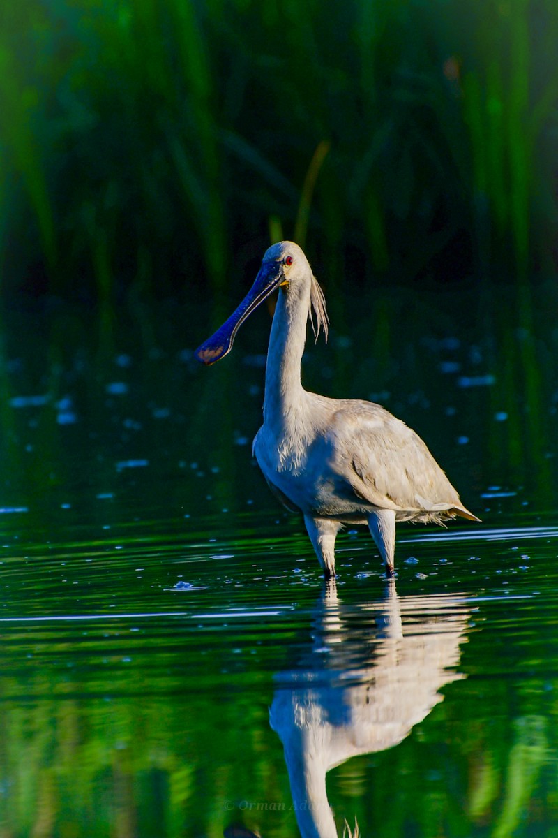 Eurasian Spoonbill
