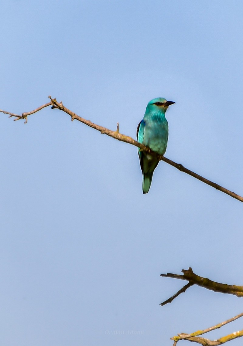 European Roller