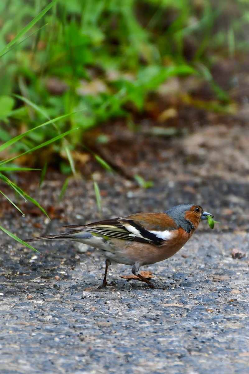 Common Chaffinch