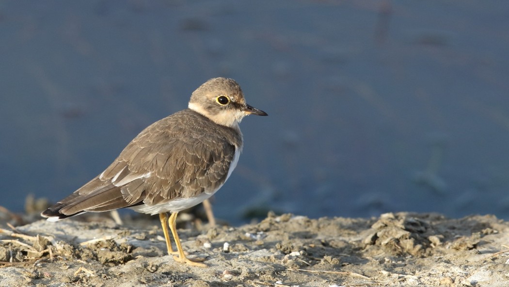 Little Ringed Plover