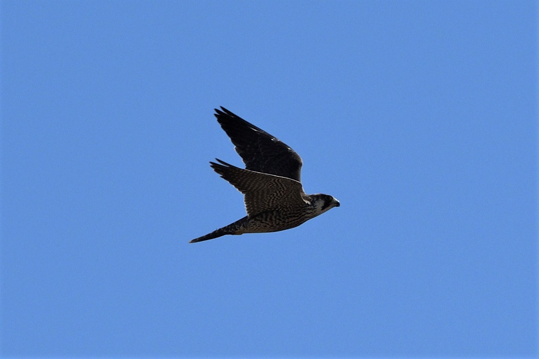 Peregrine Falcon